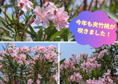夾竹桃が咲きました！.png